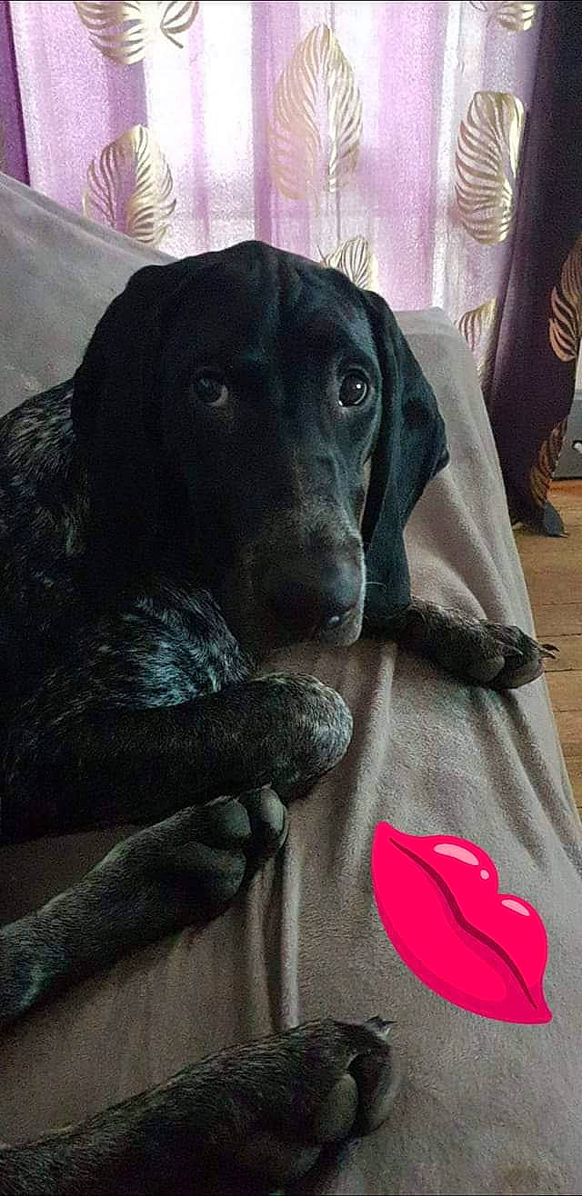 Oreo a rejoint le concours — aidez-le/la à gagner de superbes lots ! beagador, canidae, carnivore, dog, dog_breed, hunting_dog, labrador_retriever, pointer, pointing_breed, retriever, sporting_group, weimaraner