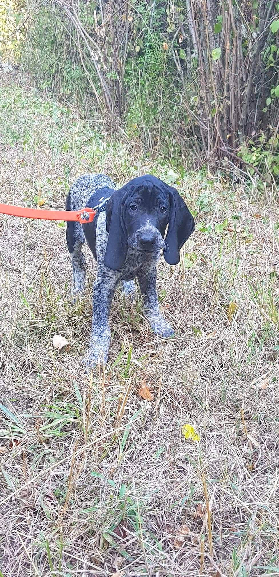 Oreo a rejoint le concours — aidez-le/la à gagner de superbes lots ! canidae, carnivore, dog, dog_breed, field_trial, german_longhaired_pointer, german_shorthaired_pointer, hound, hunting_dog, mammal, pachon_navarro, pointer, pointing_breed, rare_breed_dog, sporting_group, vertebrate