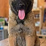 Balthazar participe au concours pour gagner de l'argent avec cette photo : puppy, dog, tongue_out, sitting, wooden_floor, indoor, cute, pet, fur, brown, black_face, ears, young, animal, happy, looking_at_camera, blurred_background, adorable, front_paws, canine