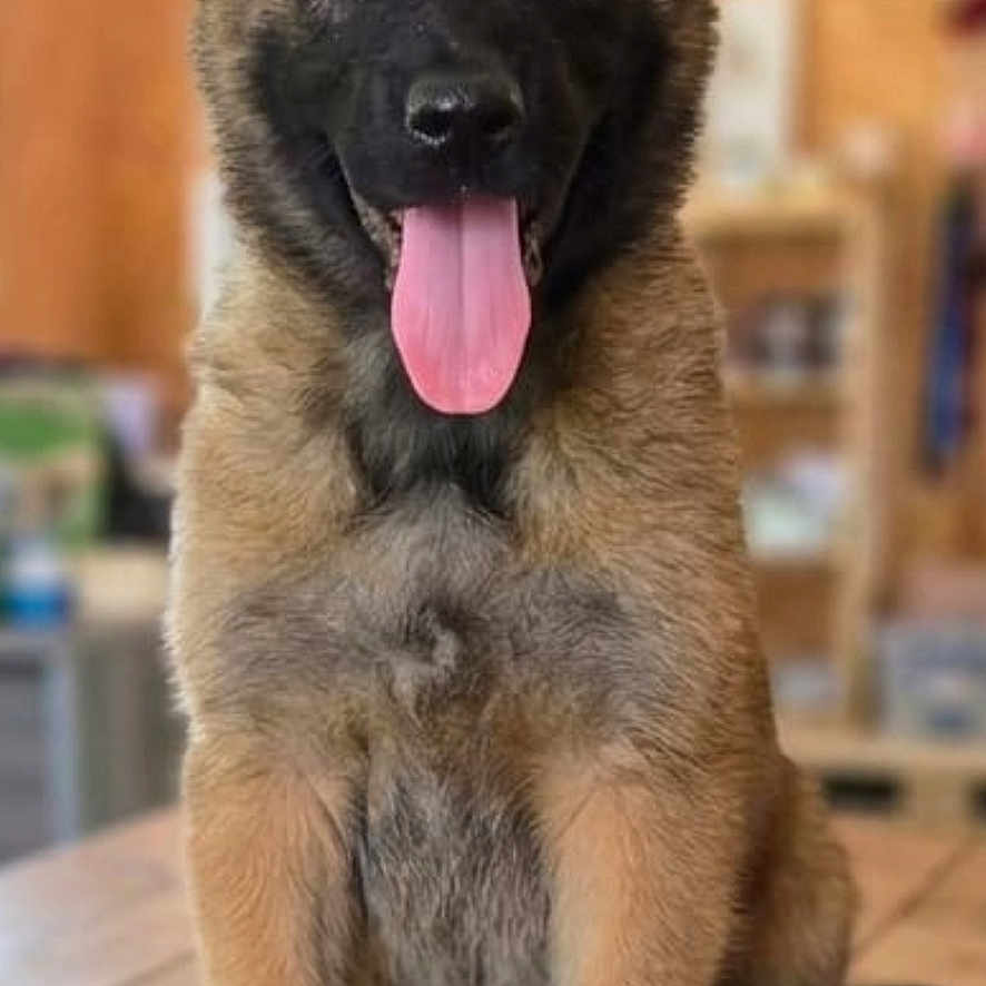 Balthazar participe au concours pour gagner de l'argent avec cette photo : puppy, dog, tongue_out, sitting, wooden_floor, indoor, cute, pet, fur, brown, black_face, ears, young, animal, happy, looking_at_camera, blurred_background, adorable, front_paws, canine