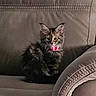 Susie Carmichael is registered to the contest to win money with this photo: kitten, cat, pet, feline, fluffy, collar, pink, indoor, sofa, armchair, cozy, cute, small, sitting, fur, whiskers, ears, animal, domestic, mammal