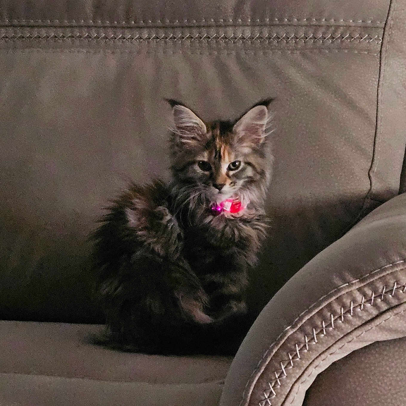 Susie Carmichael is registered to the contest to win money with this photo: kitten, cat, pet, feline, fluffy, collar, pink, indoor, sofa, armchair, cozy, cute, small, sitting, fur, whiskers, ears, animal, domestic, mammal