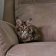 Susie Carmichael is registered to the contest to win money with this photo: animal, brown, cat, couch, cozy, cute, ears, face, feline, fluffy, fur, furniture, home, indoor, pet, portrait, relaxed, sitting, tabby, whiskers