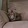 animal, brown, cat, couch, cozy, cute, ears, face, feline, fluffy, fur, furniture, home, indoor, pet, portrait, relaxed, sitting, tabby, whiskers