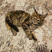 Susie Carmichael is registered to the contest to win money with this photo: cat, kitten, fluffy, tabby, feline, pet, animal, lying_down, curious, ears, whiskers, carpet, texture, indoor, cute, young, fur, small, resting, playful