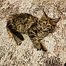 cat, kitten, fluffy, tabby, feline, pet, animal, lying_down, curious, ears, whiskers, carpet, texture, indoor, cute, young, fur, small, resting, playful