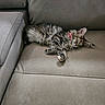 Susie Carmichael is registered to the contest to win money with this photo: animal, cat, collar, comfortable, couch, cozy, cute, feline, fur, gray, home, indoor, kitten, mammal, nap, pet, relaxing, resting, sleeping, soft