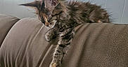 Susie Carmichael joined the competition — help win amazing prizes! animal, cat, couch, cozy, cute, domestic, fluffy, fur, furniture, home, indoor, kitten, mammal, paw, pet, relaxed, resting, sleepy, tabby, young