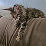 Susie Carmichael joined the competition — help win amazing prizes! kitten, cat, tabby, fluffy, couch, furniture, indoor, relaxed, sleepy, paw, fur, animal, pet, mammal, resting, home, cozy, cute, young, domestic