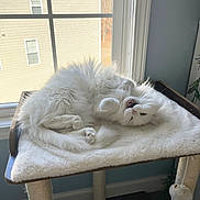 Penny joined the competition — help win amazing prizes! animal, cat, cat_perch, cozy, cute, domestic, feline, fluffy, fur, home, indoor, paws, pet, playful, relaxed, resting, sunlight, white_cat, window, yawning