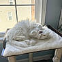 cat, white_cat, fluffy, pet, indoor, window, cat_perch, relaxed, yawning, feline, fur, paws, sunlight, home, animal, cute, cozy, resting, playful, domestic