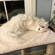 Penny is registered to the contest to win money with this photo: cat, white_cat, fluffy, pet, indoor, cat_tree, cozy, relaxed, upside_down, window, furniture, home, animal, cute, fur, playful, resting, domestic_cat, whiskers, pink_nose