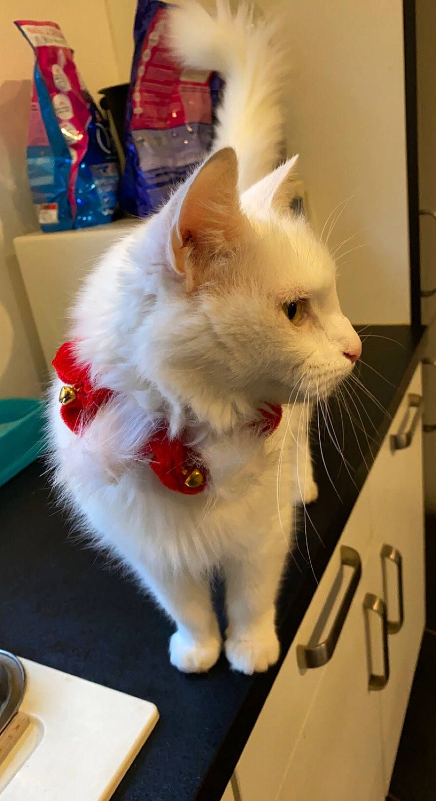 Fifi participe au concours pour gagner de l'argent avec cette photo : carnivore, cat, claw, companion_dog, domestic_short_haired_cat, fawn, felidae, fur, paw, ragdoll, small_to_medium_sized_cats, snout, tableware, tail, whiskers