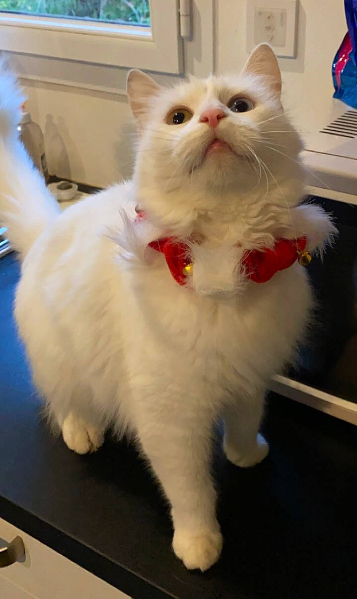 Fifi participe au concours pour gagner de l'argent avec cette photo : british_longhair, carnivore, cat, claw, computer_keyboard, domestic_short_haired_cat, fang, fawn, felidae, fur, paw, small_to_medium_sized_cats, snout, tail, terrestrial_animal, vertebrate, whiskers