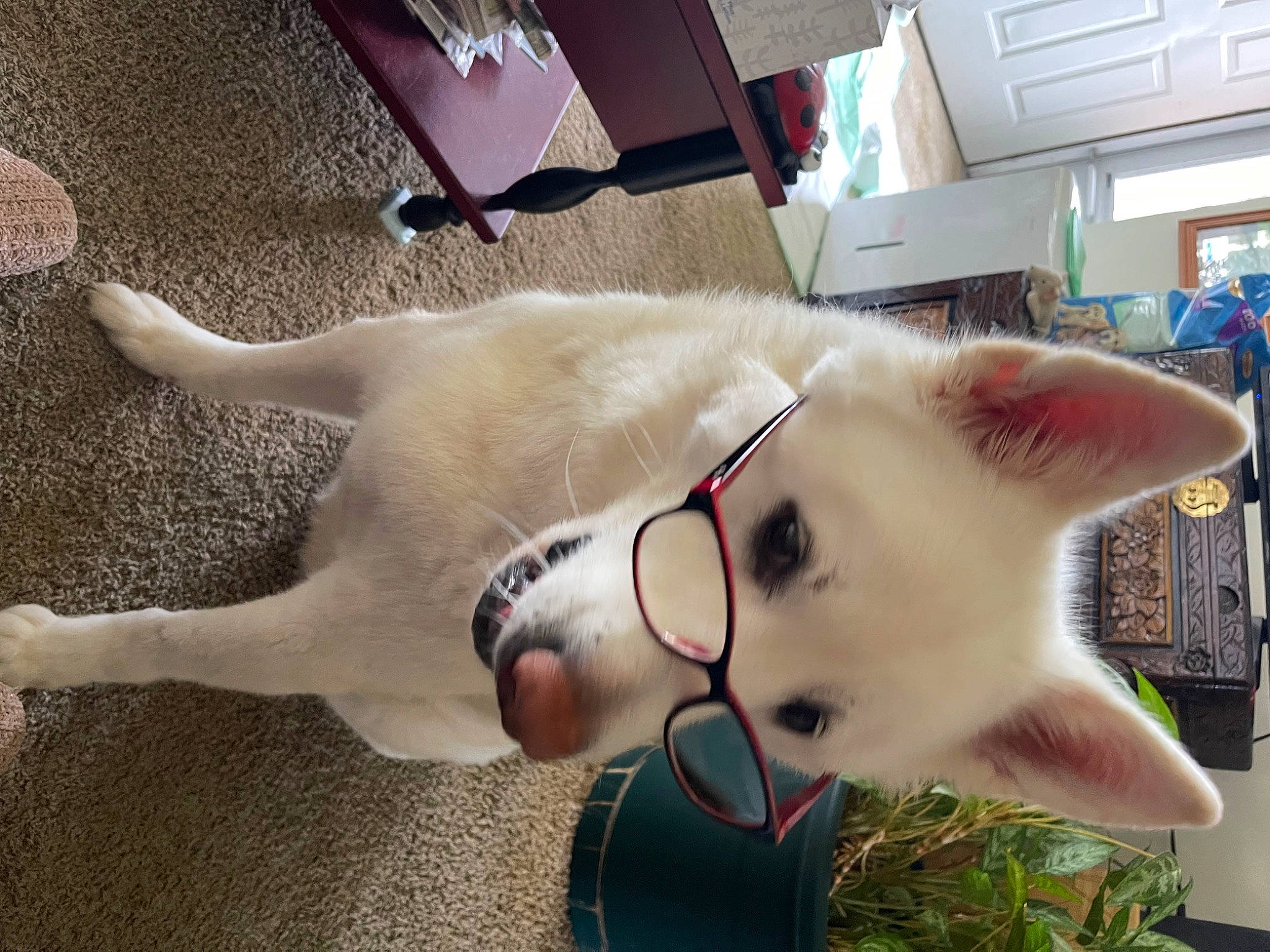 Kita is registered to the contest to win money with this photo: canidae, carnivore, cat, collar, companion_dog, dog, dog_breed, dog_collar, domestic_short_haired_cat, ear, fang, fawn, felidae, fur, plant, small_to_medium_sized_cats, snout, tail, whiskers, working_animal