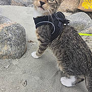 Henry is registered to the contest to win money with this photo: cat, kitten, tabby, harness, sand, rocks, outdoor, pet, animal, whiskers, curious, young, feline, closeup, four_legs, fur, paws, leash, nature, small