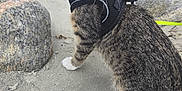 Henry is registered to the contest to win money with this photo: animal, cat, closeup, curious, feline, four_legs, fur, harness, kitten, leash, nature, outdoor, paws, pet, rocks, sand, small, tabby, whiskers, young