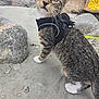 cat, kitten, tabby, harness, sand, rocks, outdoor, pet, animal, whiskers, curious, young, feline, closeup, four_legs, fur, paws, leash, nature, small
