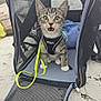 animal, black, cat, close_up, curious, fur, gray, harness, kitten, leash, mesh, mouth_open, outdoor, pet_carrier, sand, sitting, small, whiskers, white, wide_eyes