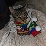 Henry joined the competition — help win amazing prizes! animal, blanket, cat, christmas, close_up, cozy, cute, feline, festive, holiday_sweater, indoor, knitwear, pet, sleepy, soft, sweater, tabby_cat, textile, warm, wrapped