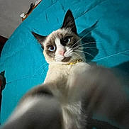Kai is registered to the contest to win money with this photo: cat, blue_eyes, selfie, bed, turquoise_bedspread, whiskers, feline, indoor, pet, fur, cute, close_up, paw, collar, animal, domestic_cat, portrait, looking_at_camera, white_fur, black_ears