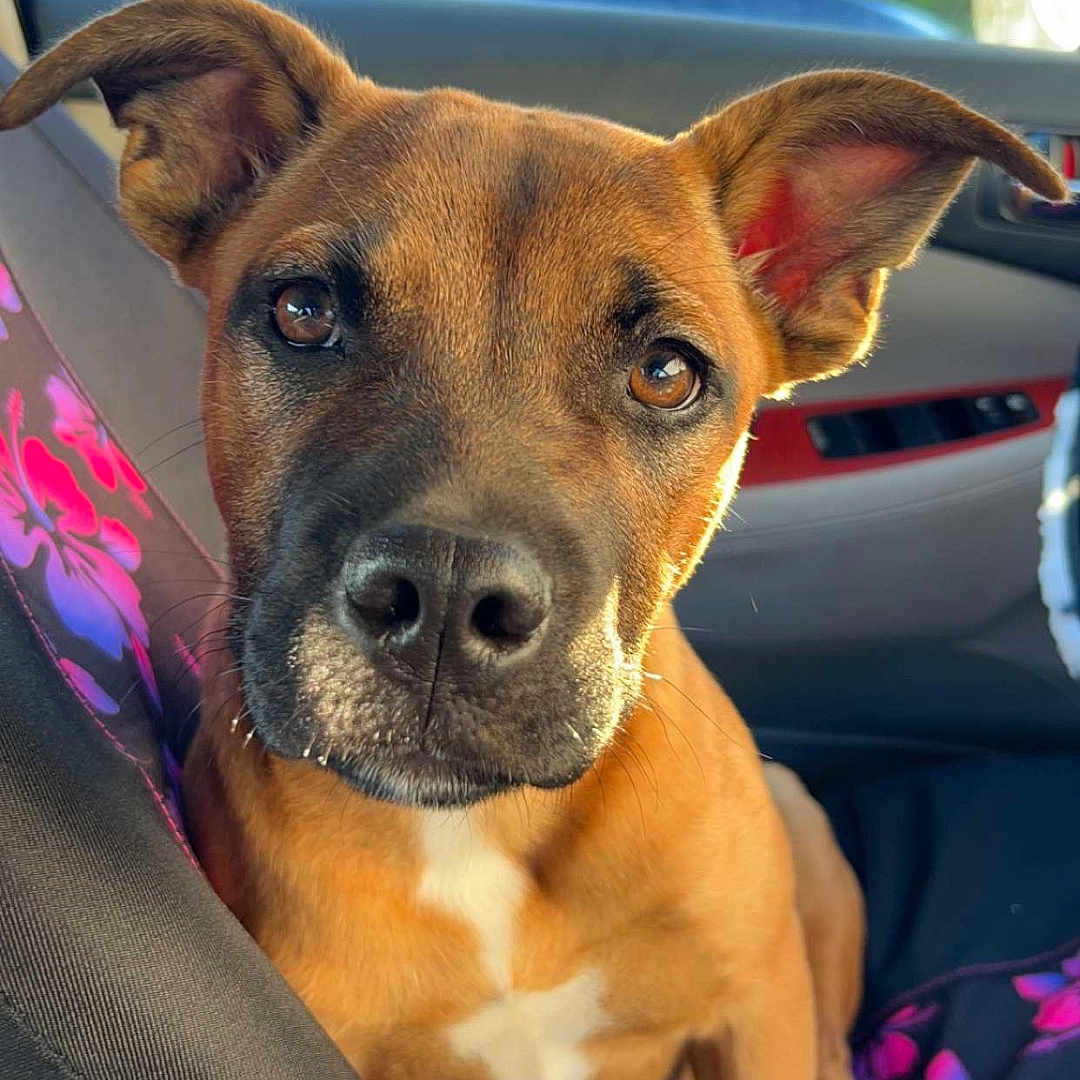 Thor is registered to the contest to win money with this photo: alloywheel, animal, boxer, bulldog, canine, car, carwheel, cushion, dog, homedecor, hound, machine, pet, puppy, purple, spoke, tire, transportation, vehicle, wheel