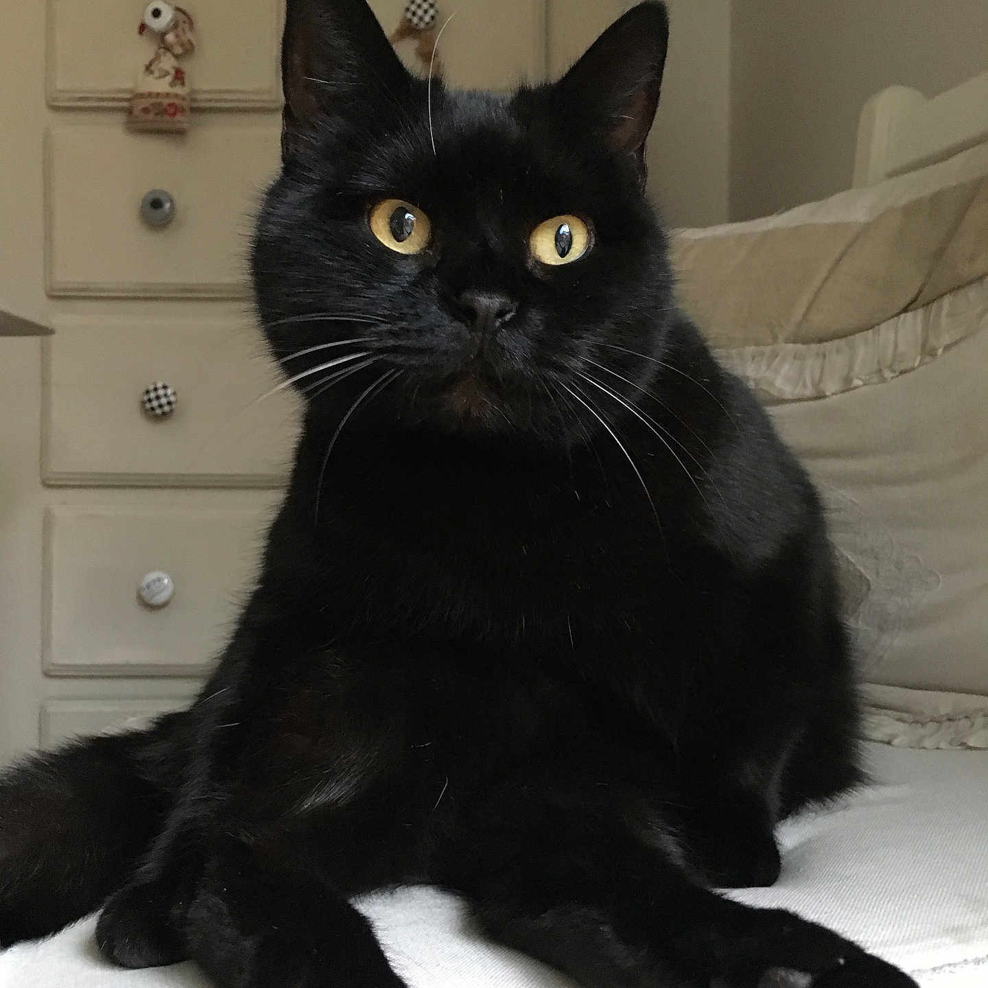 Beltza participe au concours pour gagner de l'argent avec cette photo : alert, animal, black_cat, cat, close_up, cozy, cute, domestic_cat, feline, fur, furniture, home, indoor, paws, pet, portrait, relaxed, resting, whiskers, yellow_eyes