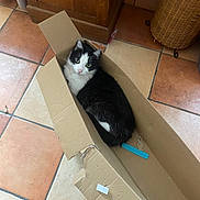 Kuro participe au concours pour gagner de l'argent avec cette photo : cat, black_and_white_cat, pet, animal, feline, whiskers, ears, eyes, pink_nose, fur, cardboard_box, box, indoor, tile_floor, terracotta_tiles, wooden_cabinet, woven_basket, sitting, looking_at_camera, cozy