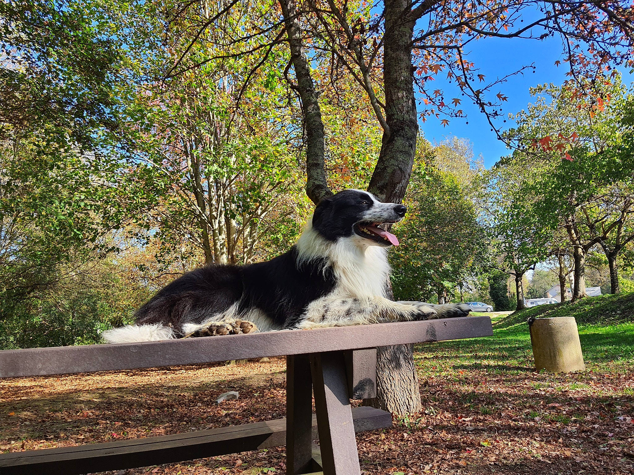 Oups a rejoint le concours — aidez-le/la à gagner de superbes lots ! bench, canidae, carnivore, companion_dog, dog, dog_breed, fur, grass, herding_dog, landscape, outdoor_bench, plant, shade, sky, sporting_group, tail, tints_and_shades, tree, trunk, wood
