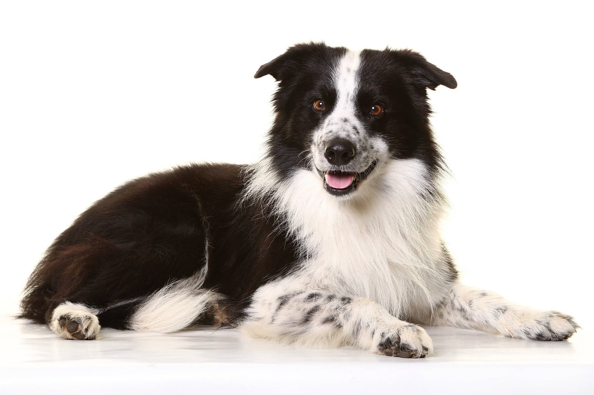 Oups participe au concours pour gagner de l'argent avec cette photo : australian_collie, border_collie, canidae, carnivore, companion_dog, dog, dog_breed, fur, herding_dog, snout, sporting_group, terrestrial_animal, whiskers, working_animal, working_dog