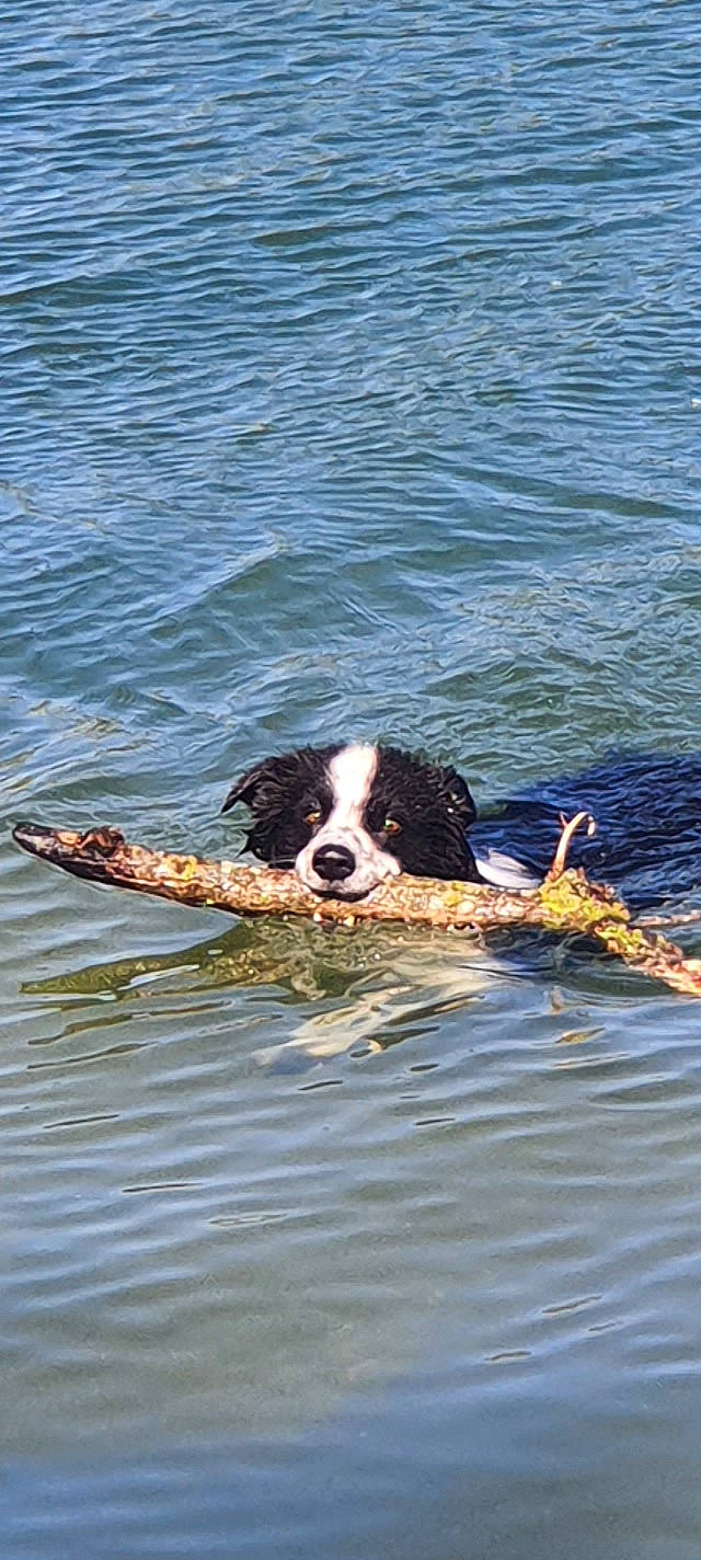 Oups participe au concours pour gagner de l'argent avec cette photo : canidae, carnivore, companion_dog, dog, dog_breed, fluid, gun_dog, herding_dog, hunting_dog, lake, liquid, snout, sporting_group, water, welsh_springer_spaniel, wind_wave, working_animal, working_dog