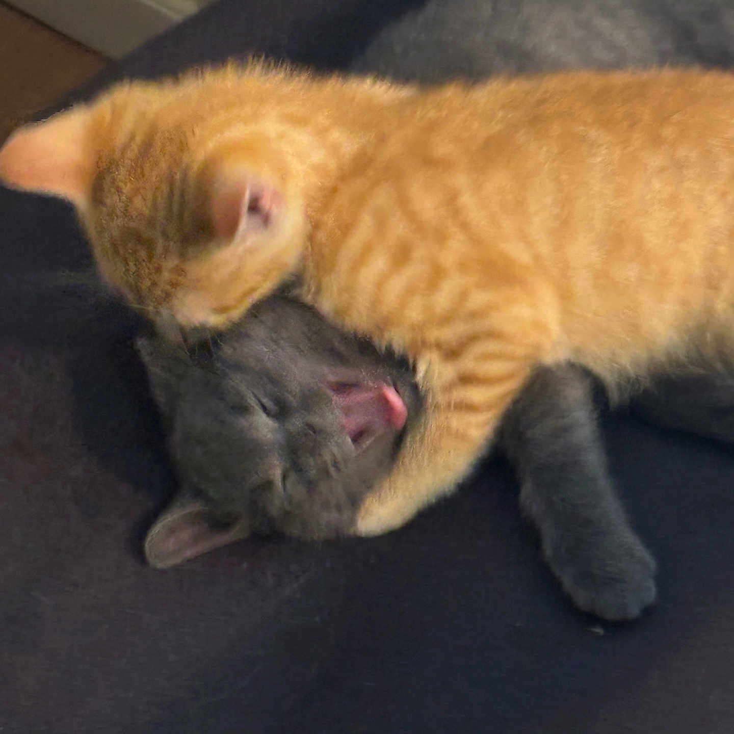 Simba And Finks is registered to the contest to win money with this photo: abyssinian, animal, cat, computerhardware, couch, egyptiancat, electronics, face, furniture, hardware, head, kitten, manx, monkey, mouse, person, pet, siamese, sleeping, snout