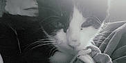 Freddy joined the competition — help win amazing prizes! cat, person, black_and_white, close_up, indoor, glasses, whiskers, face, pet, snuggle, cozy, portrait, animal, soft_light, comfort, cuddle, domestic, feline, cute, companion