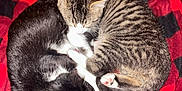 Freddy joined the competition — help win amazing prizes! animal, black, black_and_white, blanket, cat, checkered, close_up, cozy, curled_up, cute, fur, indoor, kitten, pet, red, resting, sleeping, soft, striped, tabby