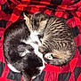 Freddy joined the competition — help win amazing prizes! cat, kitten, sleeping, curled_up, black_and_white, tabby, striped, fur, pet, animal, cozy, blanket, red, black, checkered, indoor, cute, resting, close_up, soft