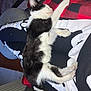 Freddy is registered to the contest to win money with this photo: kitten, cat, sleeping, black_and_white, legs, pajamas, skeleton_pattern, blanket, red, checkered, cozy, indoors, resting, fur, pet, comfort, cute, relaxed, animal, person