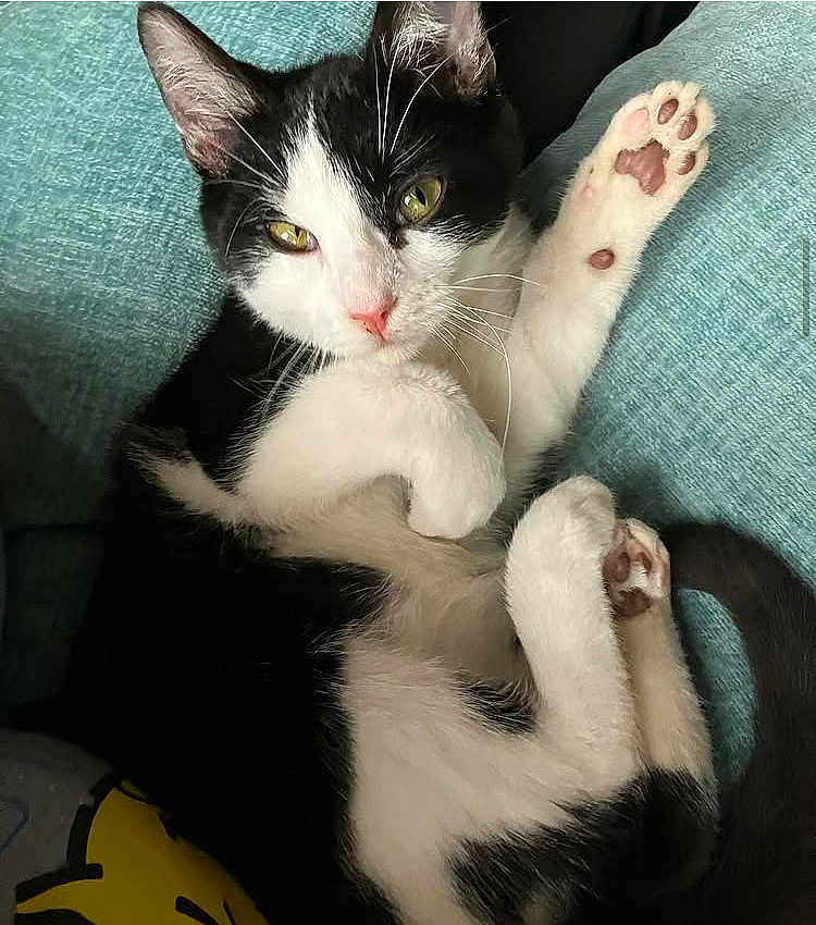 Freddy