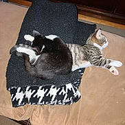 Freddy is registered to the contest to win money with this photo: cat, cats, black_and_white_cat, tabby_cat, blanket, couch, feline, pet, sleeping, resting, cozy, indoor, fur, animal, cute, relaxed, two_animals, home, comfort, companion