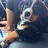 puppy, dog, bernese_mountain_dog, car_interior, cup, drink, paw, fur, black_fur, white_fur, brown_fur, collar, person, arm, bracelet, tattoo, seat, leather, window, daylight
