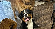 Haven is registered to the contest to win money with this photo: dog, golden_retriever, bernese_mountain_dog, puppy, pet, indoor, flooring, living_room, couch, basket, stuffed_toy, smiling, tongue_out, happy, wood_floor, furniture, home, animal, cute, domestic_animal