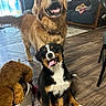 dog, golden_retriever, bernese_mountain_dog, puppy, pet, indoor, flooring, living_room, couch, basket, stuffed_toy, smiling, tongue_out, happy, wood_floor, furniture, home, animal, cute, domestic_animal