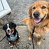 Haven is registered to the contest to win money with this photo: dog, golden_retriever, puppy, harness, leash, sidewalk, concrete, happy, smiling, outdoor, pet, canine, fur, animal, mammal, tongue_out, sitting, black, brown, white