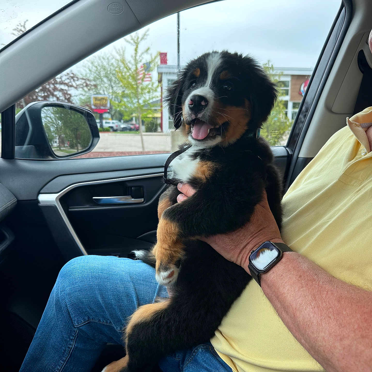Haven joined the competition — help win amazing prizes! puppy, dog, bernese_mountain_dog, pet, animal, person, hand, watch, car_interior, window, jeans, yellow_shirt, seat, side_mirror, nature, trees, sky, daytime, happy, tongue_out