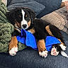 Haven is registered to the contest to win money with this photo: puppy, dog, bernese_mountain_dog, couch, blanket, pillow, blue, black, brown, white, paw, indoor, pet, resting, cute, furry, cozy, animal, relaxed, lying_down