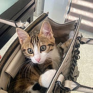 Miaous a rejoint le concours — aidez-le/la à gagner de superbes lots ! cat, kitten, tabby, handbag, bag, pet, cute, whiskers, fur, ears, eyes, indoor, curious, closeup, feline, domestic_animal, animal, cozy, young, playful