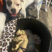 Theo is registered to the contest to win money with this photo: dog, puppy, adult_dog, sleeping_puppies, bucket, blanket, leopard_print, wooden_floor, collar, white_fur, spotted, paw, tongue_out, smiling_dog, playful, pet, domestic_animal, mother_dog, cuddling, indoor