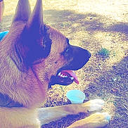 Kurt a rejoint le concours — aidez-le/la à gagner de superbes lots ! dog, german_shepherd, animal, pet, outdoor, sunlight, grass, cup, tongue_out, lying_down, canine, fur, ears, shadow, daytime, nature, relaxation, domestic_animal, muzzle, paw