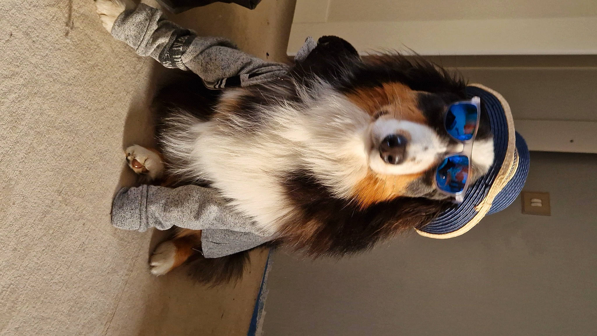 Ryo a rejoint le concours — aidez-le/la à gagner de superbes lots ! canidae, carnivore, collar, companion_dog, dog, dog_breed, dog_supply, ear, fur, non_sporting_group, pet_supply, snout, sporting_group, toy_dog, whiskers, working_animal, working_dog