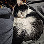 Odie is registered to the contest to win money with this photo: cat, tuxedo_cat, sleeping, curled_up, black_and_white, fur, whiskers, ear, nose, bed, blanket, pajamas, halloween_pattern, cozy, indoor, pet, close_up, textile, soft, resting