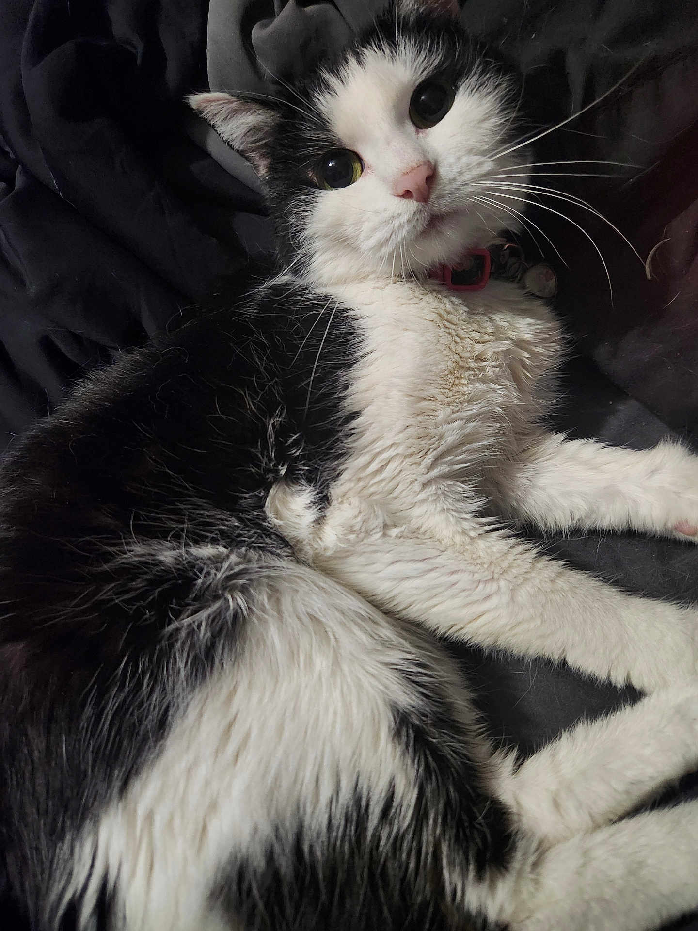 Odie joined the competition — help win amazing prizes! cat, black_and_white_cat, pet, whiskers, pink_nose, collar, tag, fur, bedding, blanket, closeup, portrait, domestic_animal, paws, lying_down, looking_at_camera, cute, big_eyes, indoor, relaxed